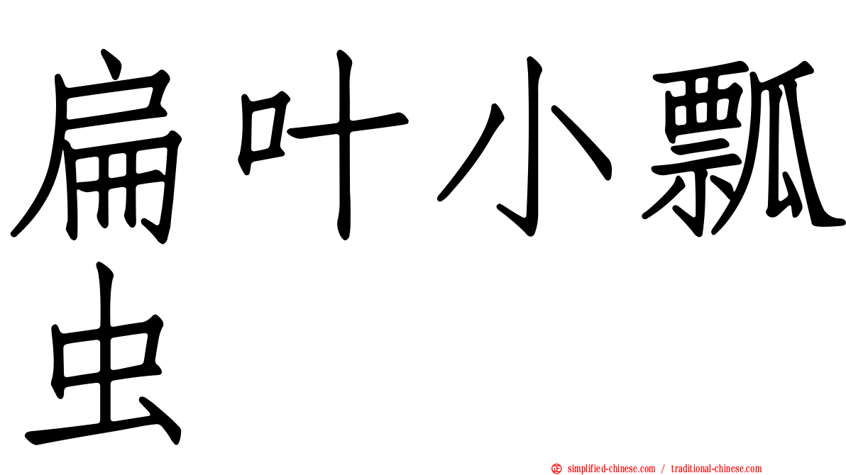 扁叶小瓢虫