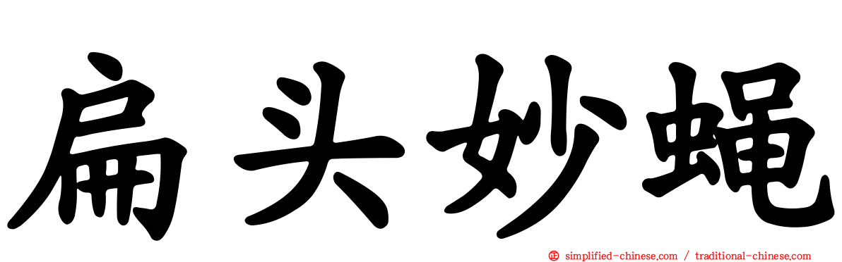 扁头妙蝇