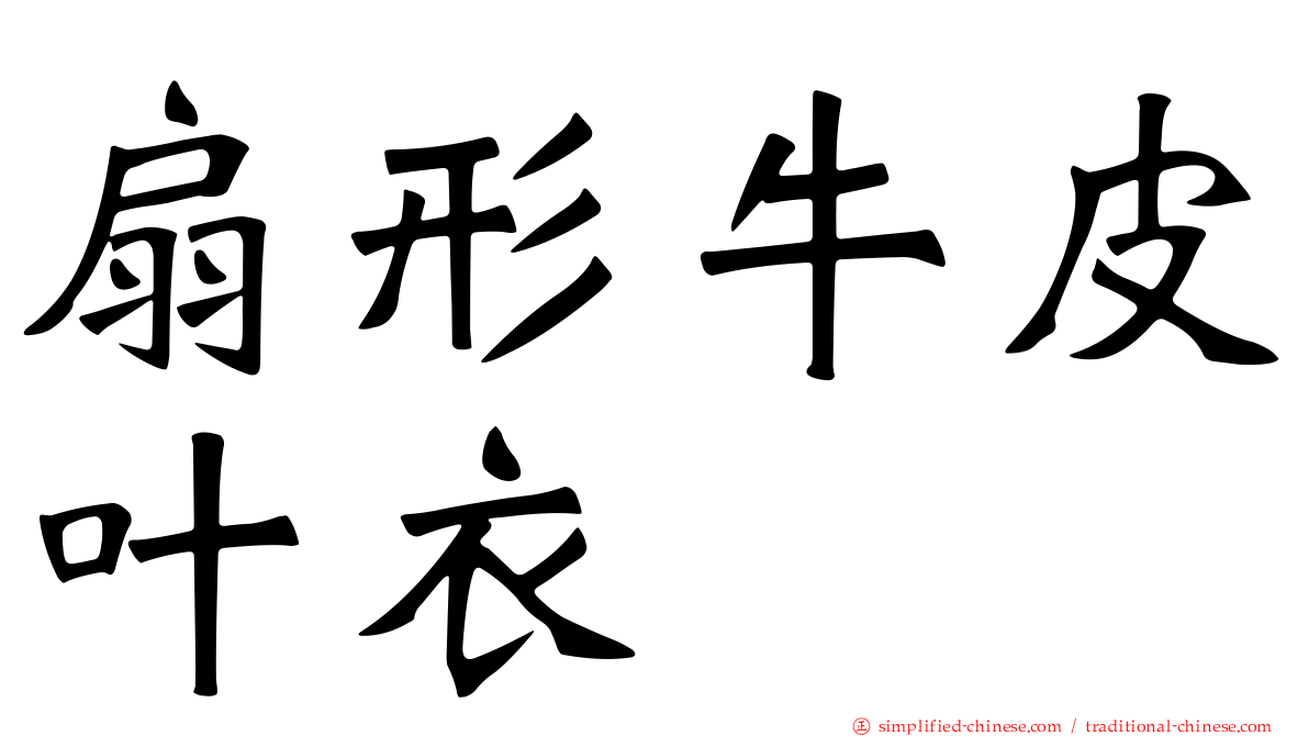 扇形牛皮叶衣