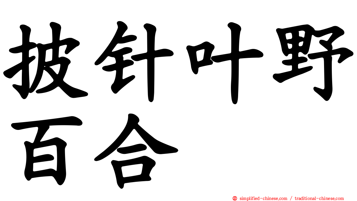 披针叶野百合