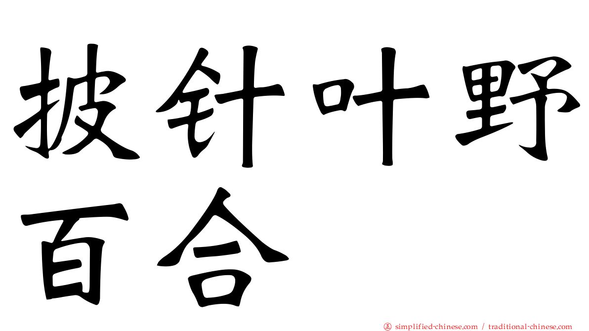 披针叶野百合