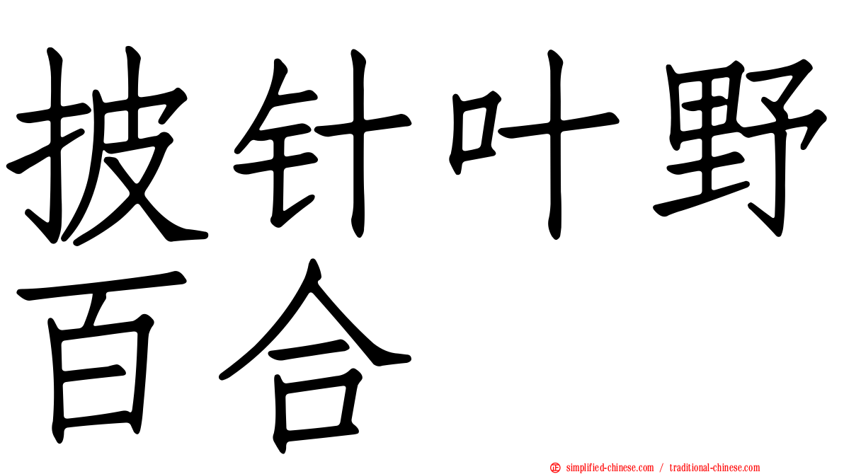 披针叶野百合