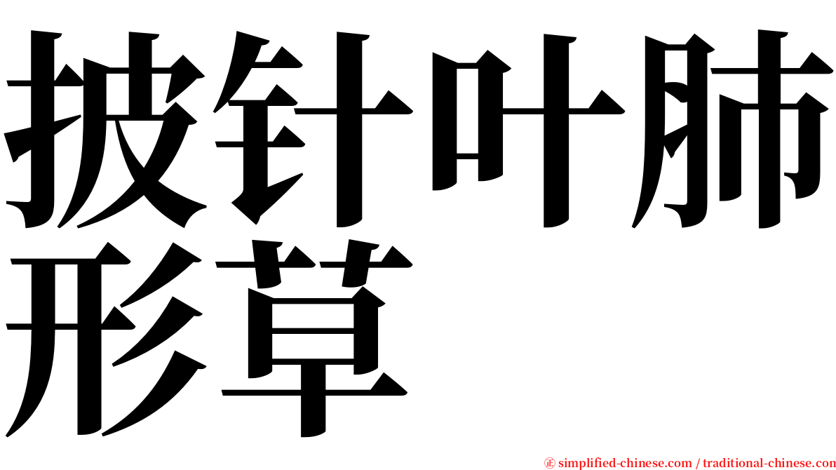 披针叶肺形草 serif font