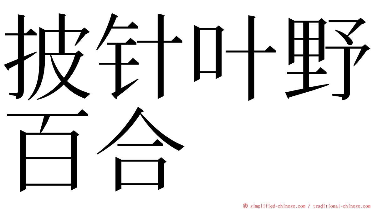 披针叶野百合 ming font