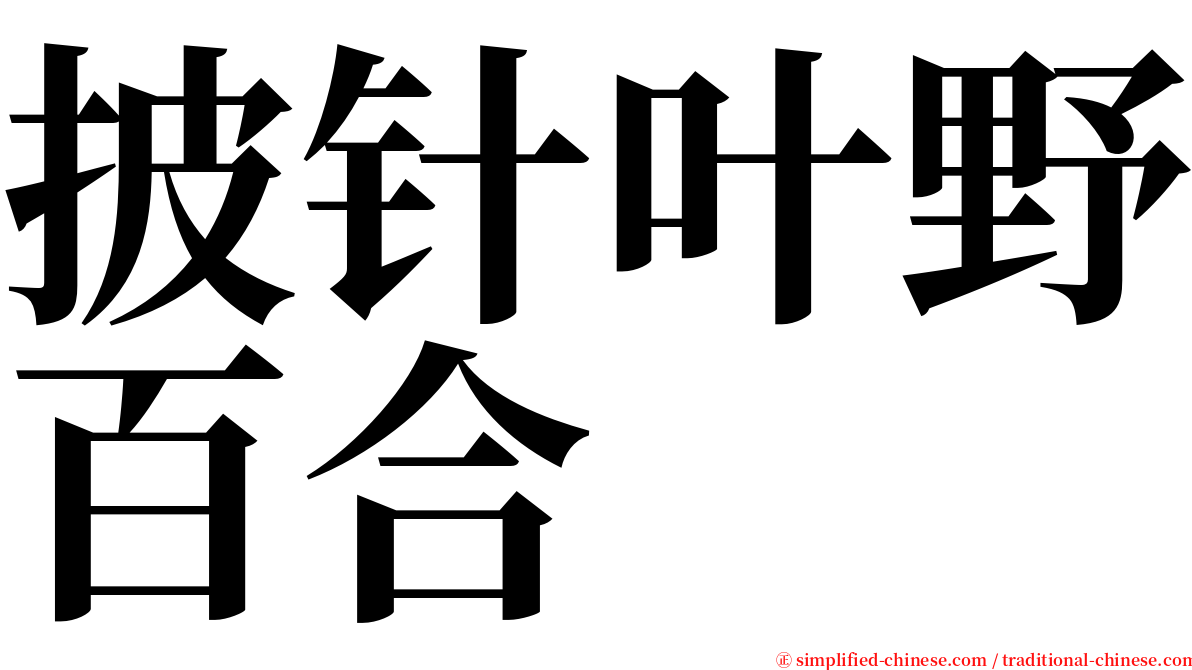披针叶野百合 serif font