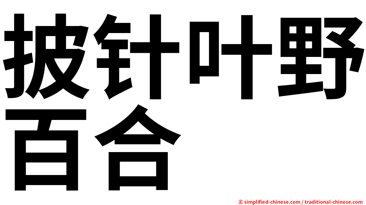 披针叶野百合