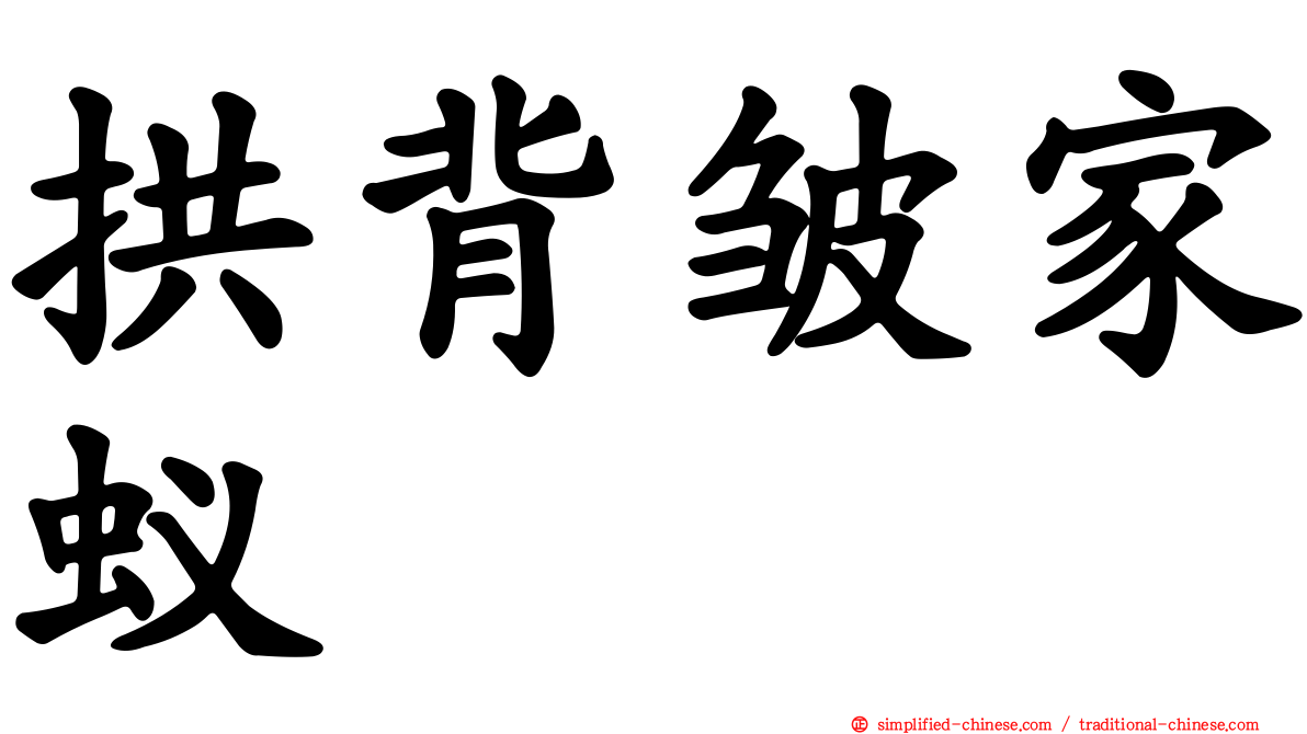 拱背皱家蚁