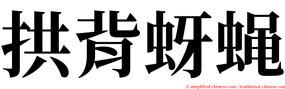拱背蚜蝇 serif font