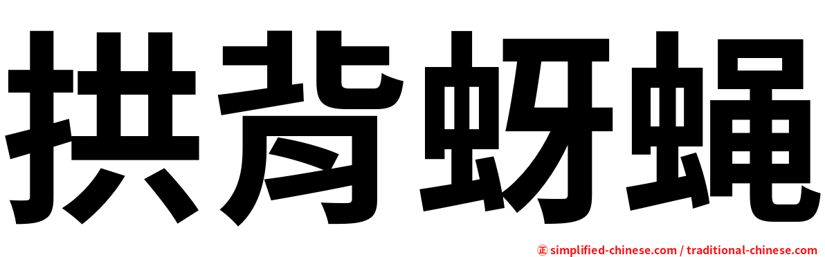 拱背蚜蝇