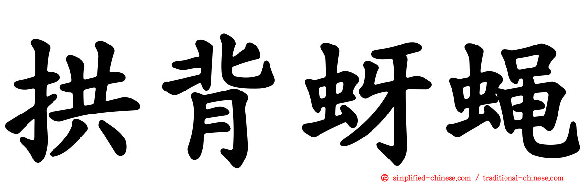 拱背蚜蝇