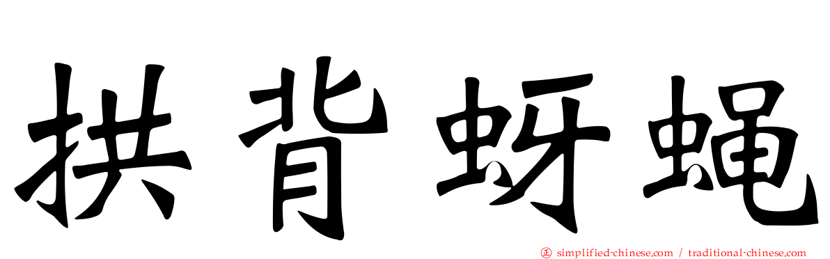 拱背蚜蝇