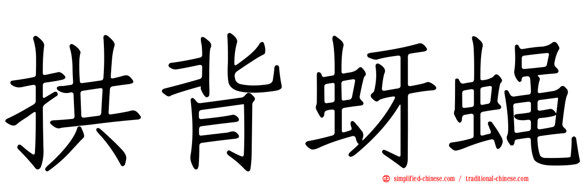 拱背蚜蝇