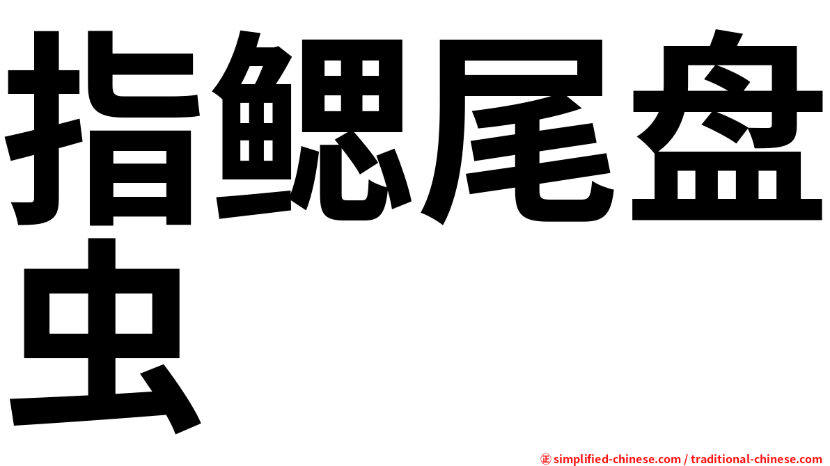 指鳃尾盘虫