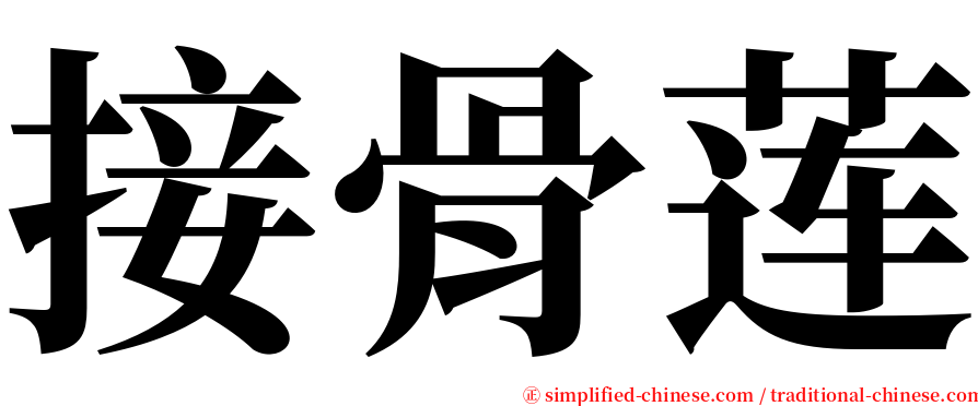 接骨莲 serif font