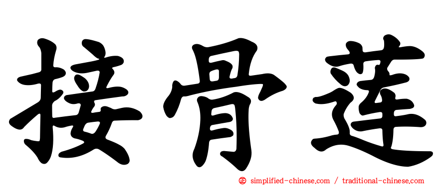 接骨莲