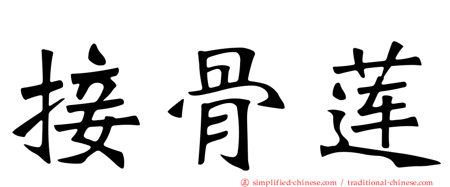 接骨莲