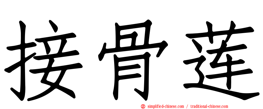 接骨莲