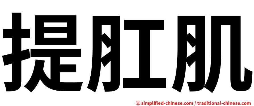 提肛肌