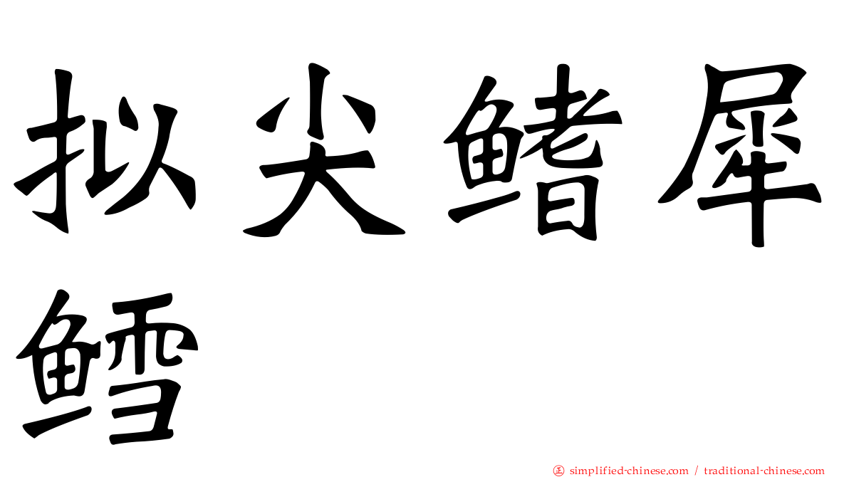 拟尖鳍犀鳕