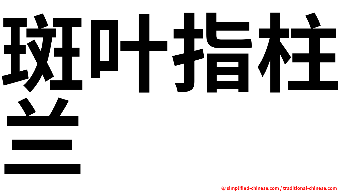 斑叶指柱兰