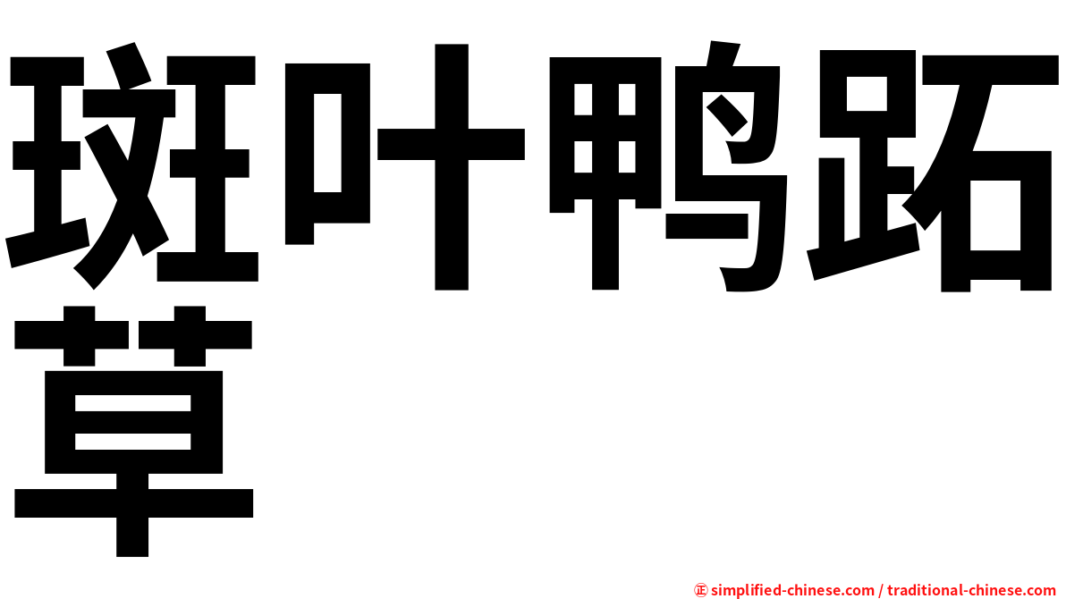 斑叶鸭跖草