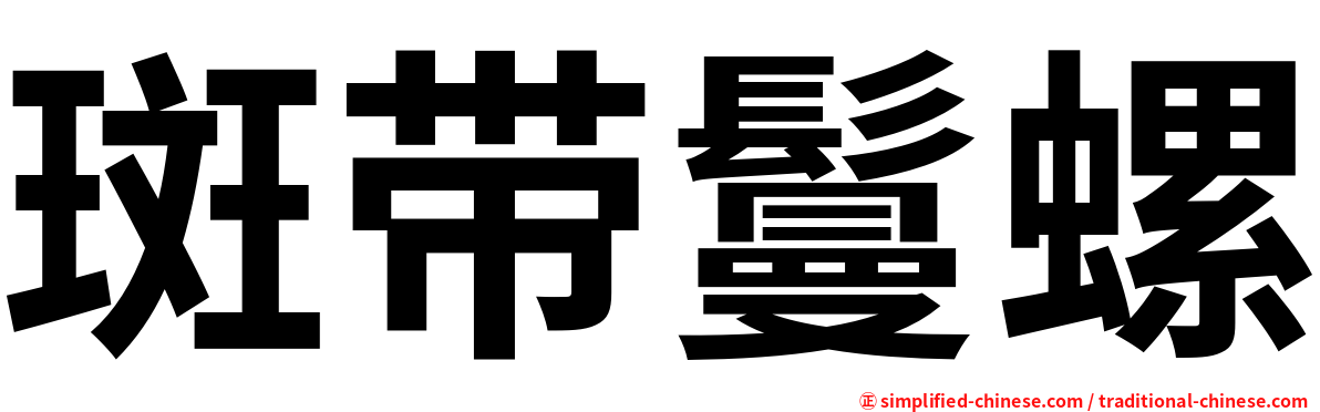斑带鬘螺