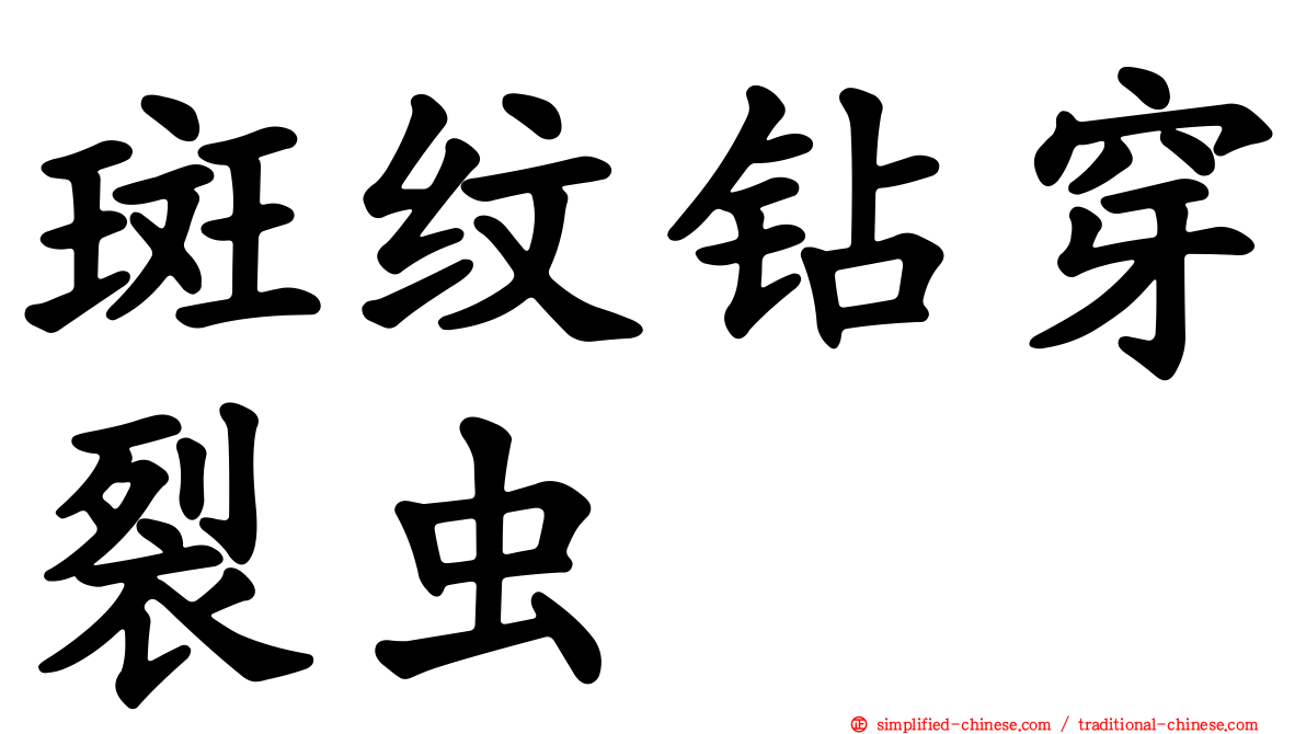 斑纹钻穿裂虫