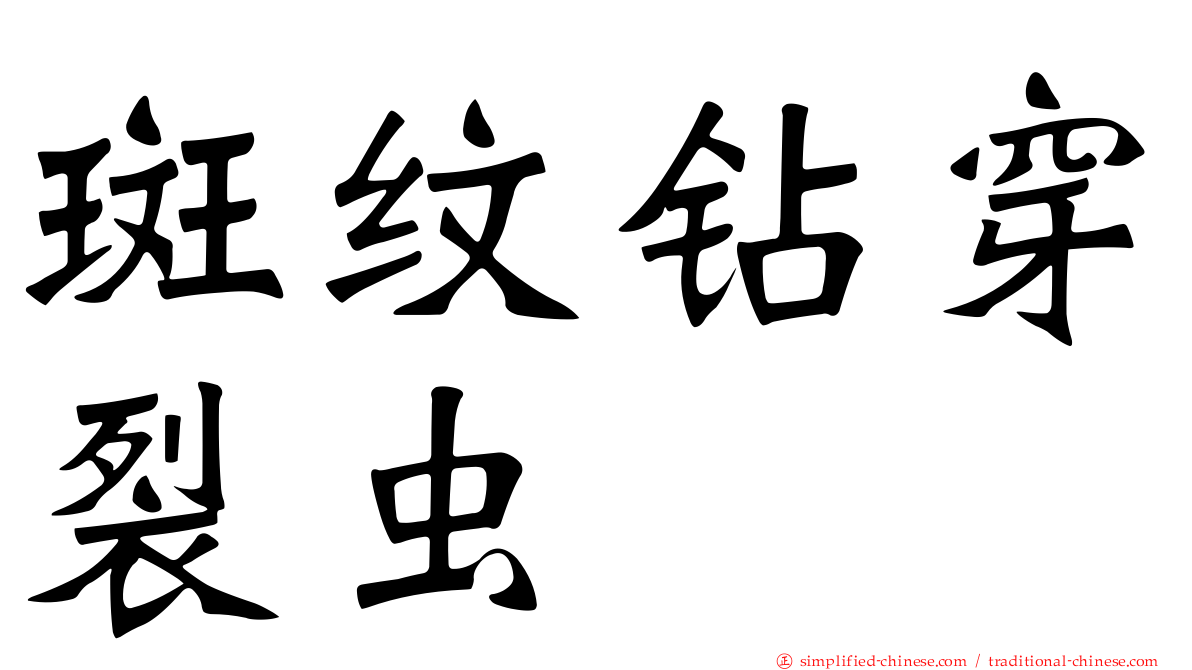 斑纹钻穿裂虫