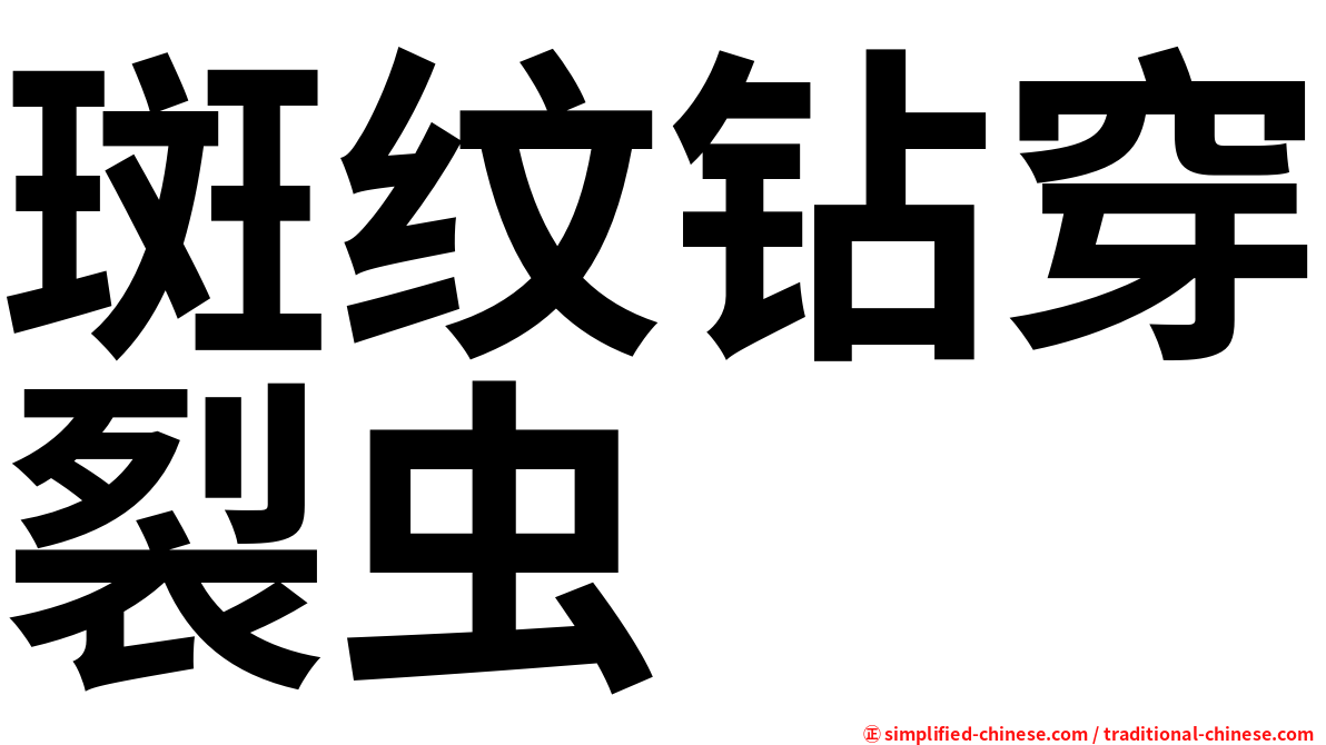斑纹钻穿裂虫
