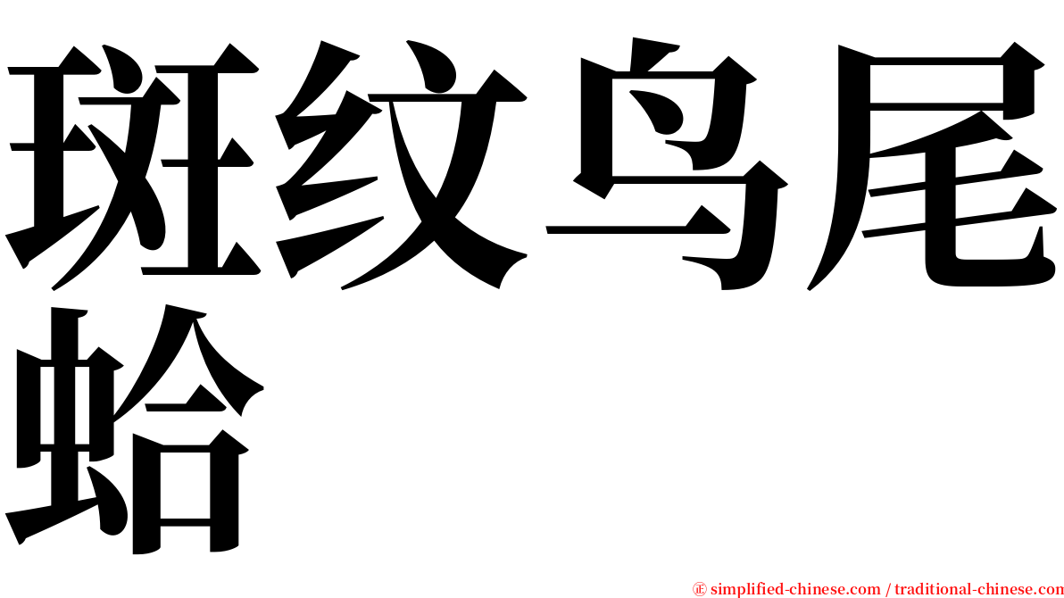 斑纹鸟尾蛤 serif font
