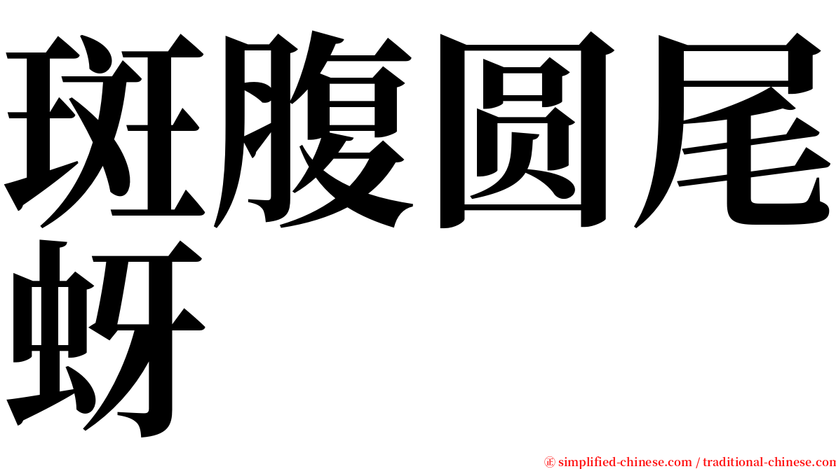 斑腹圆尾蚜 serif font