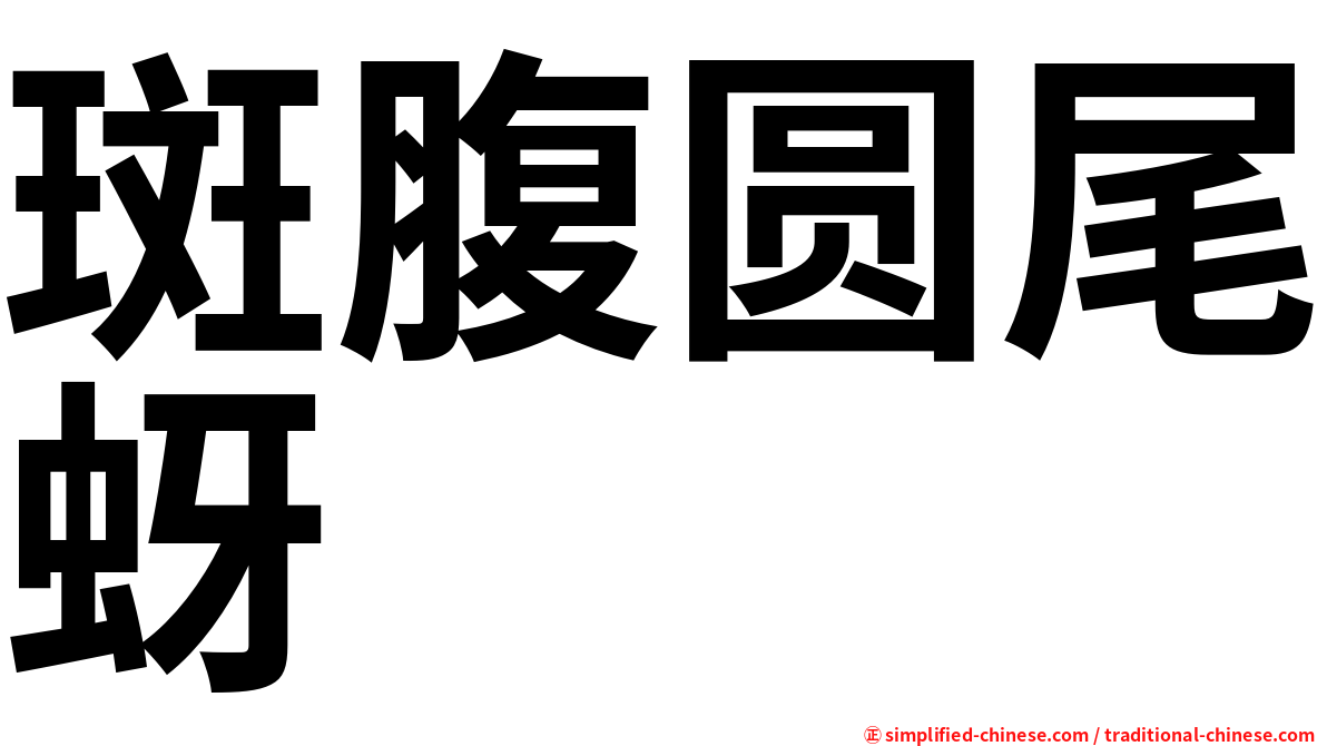 斑腹圆尾蚜