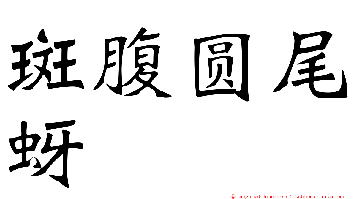 斑腹圆尾蚜