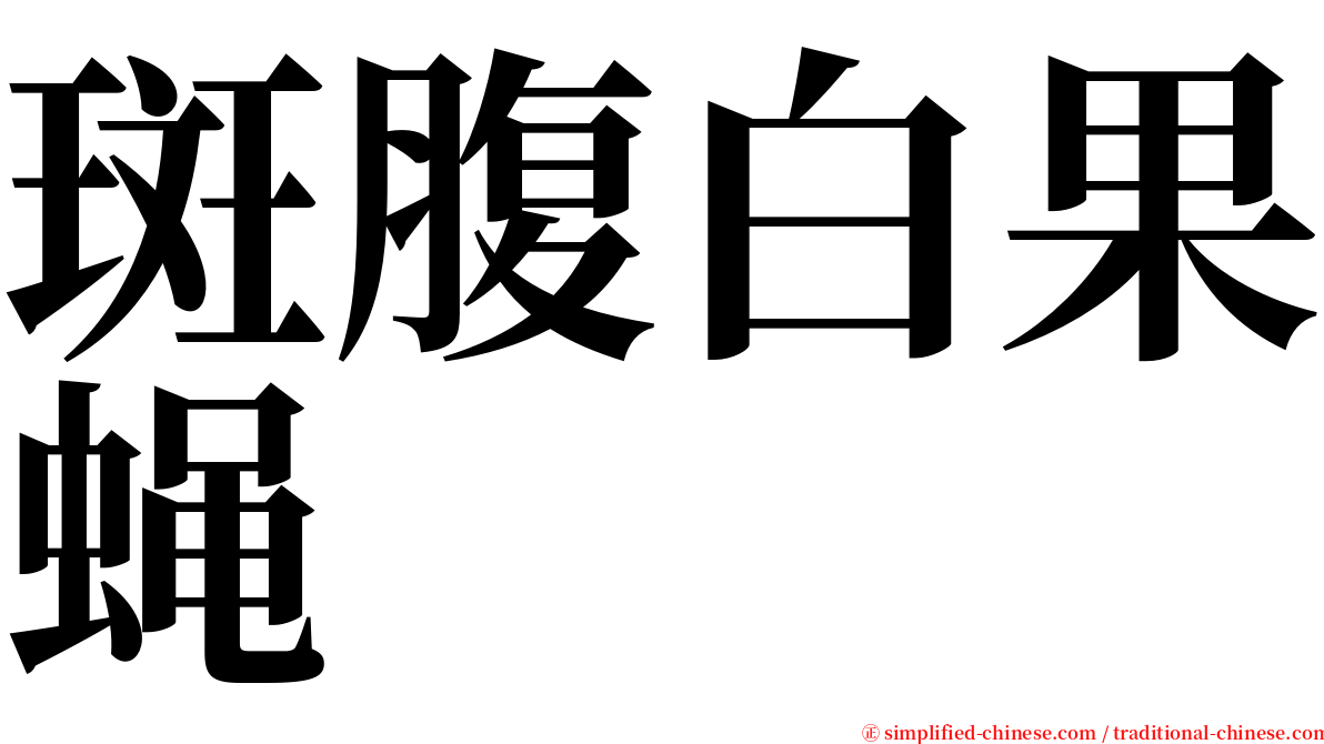 斑腹白果蝇 serif font