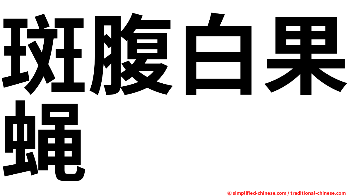 斑腹白果蝇