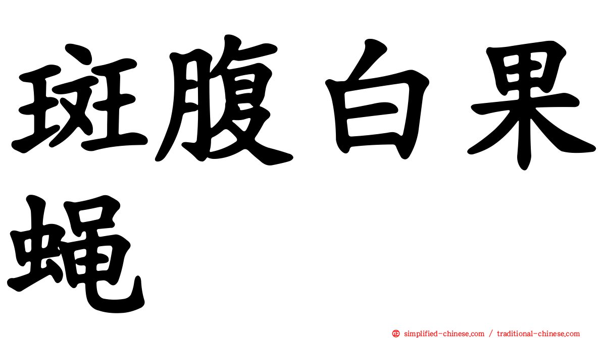 斑腹白果蝇