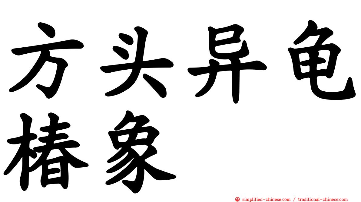 方头异龟椿象