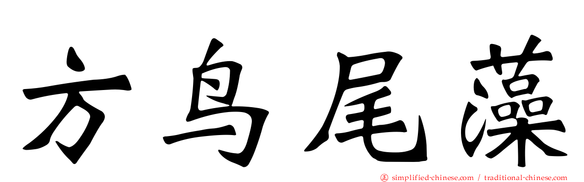 方鸟尾藻