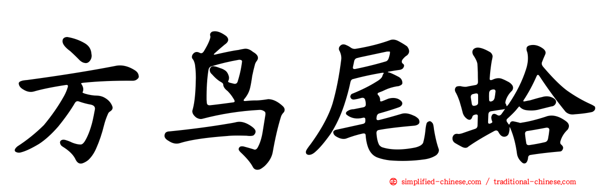 方鸟尾蛤