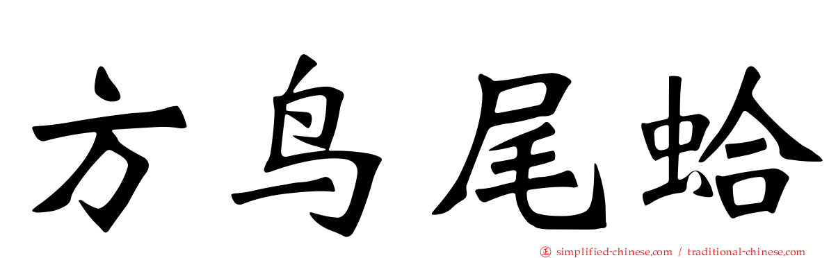 方鸟尾蛤