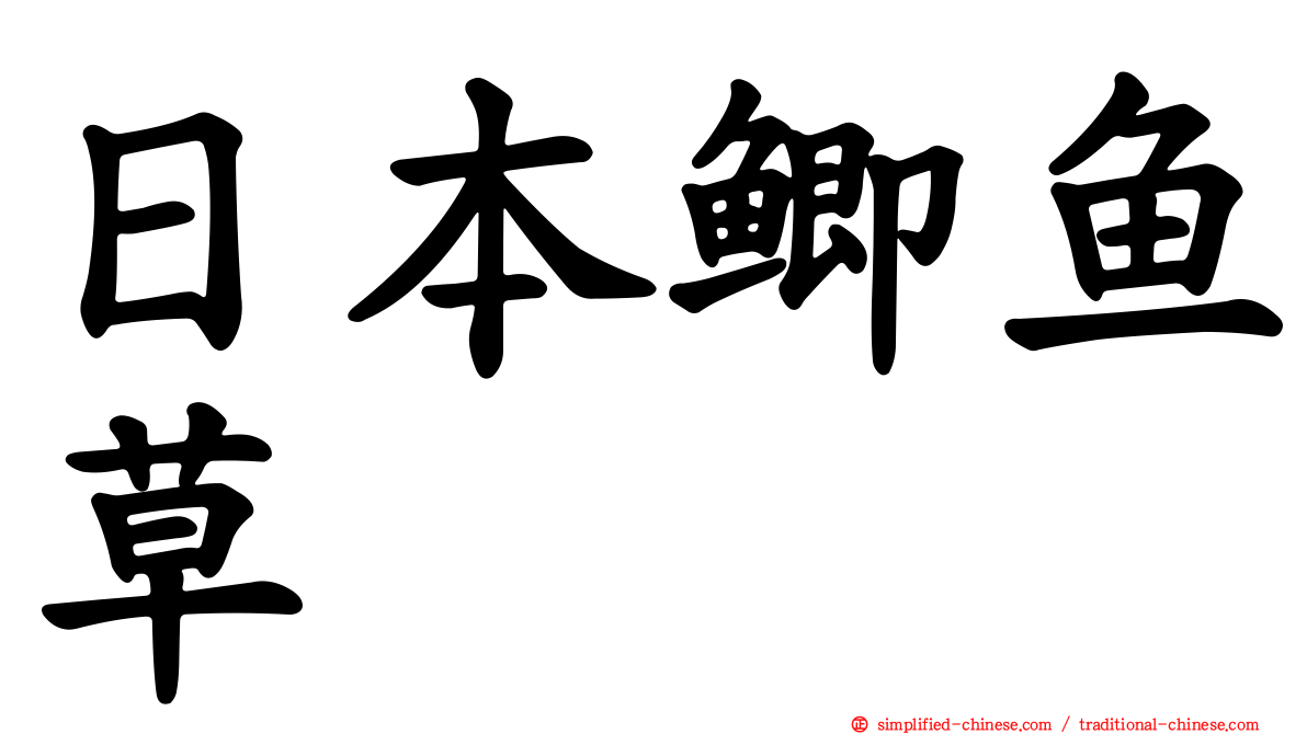 日本鲫鱼草