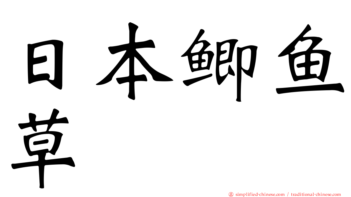 日本鲫鱼草
