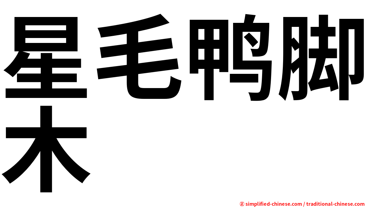 星毛鸭脚木