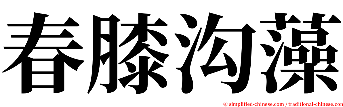 春膝沟藻 serif font