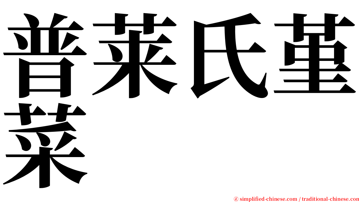 普莱氏堇菜 serif font