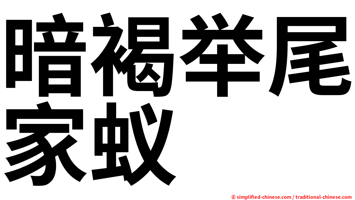 暗褐举尾家蚁