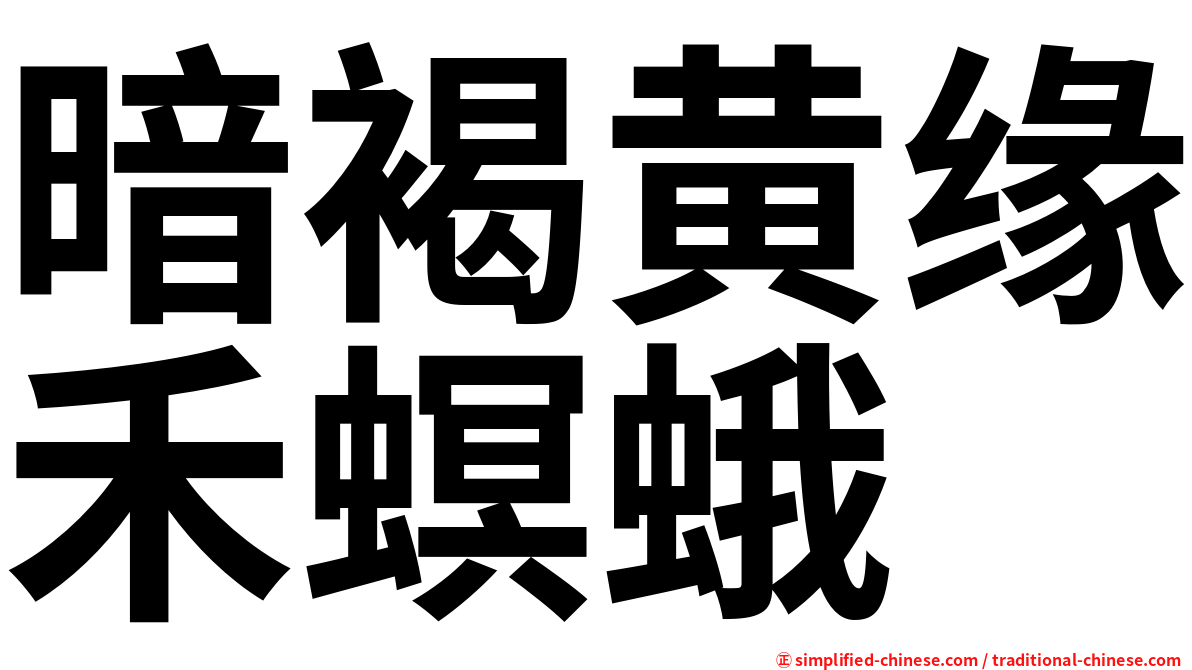 暗褐黄缘禾螟蛾