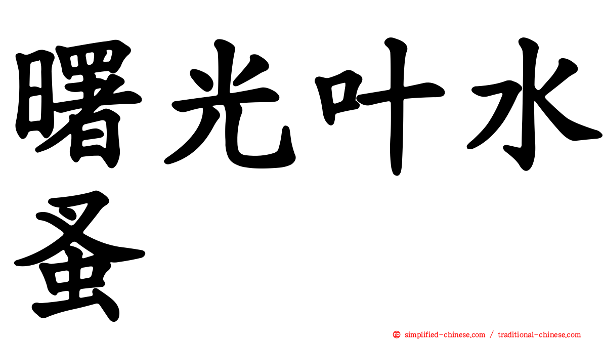 曙光叶水蚤
