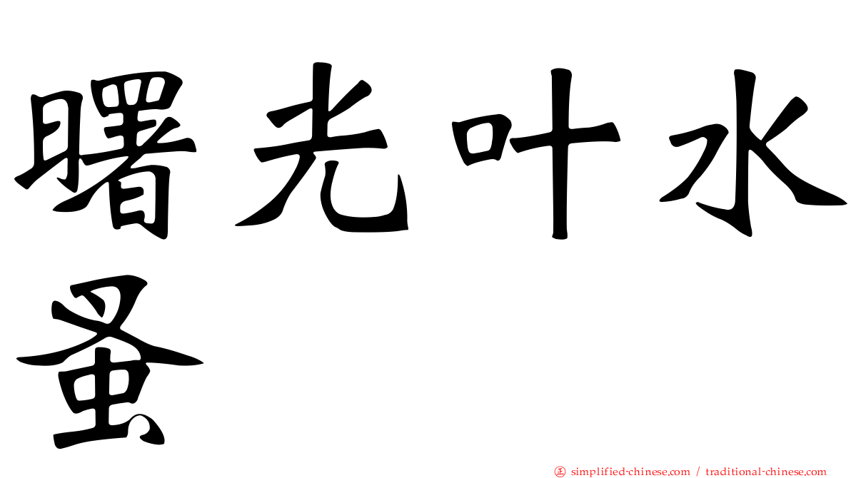 曙光叶水蚤