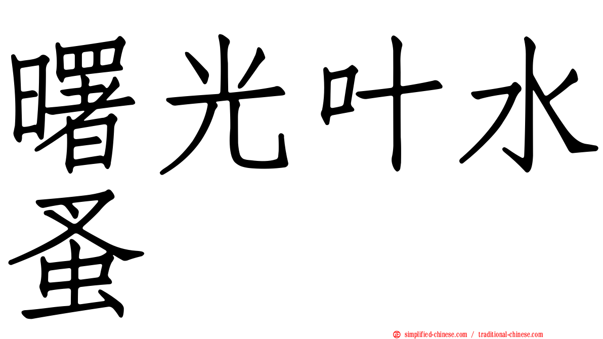 曙光叶水蚤